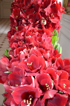 Amaryllis 2017B (151)