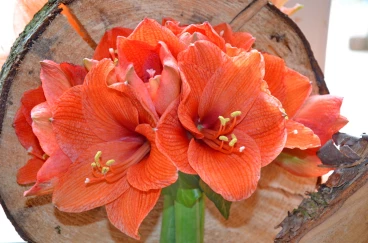 Amaryllis 2017B (178)