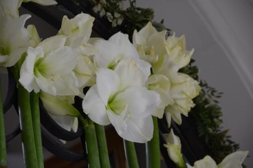 Amaryllis 2017B (155)