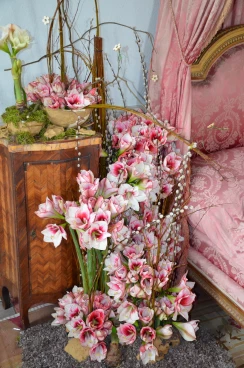 Amaryllis 2017B (137)