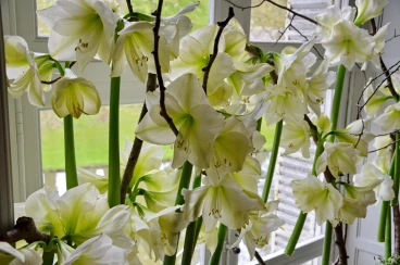 Amaryllis 2017B (161)