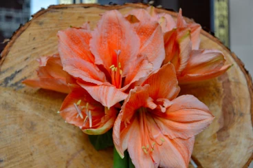 Amaryllis 2017B (179)