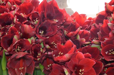 Amaryllis 2017B (154)