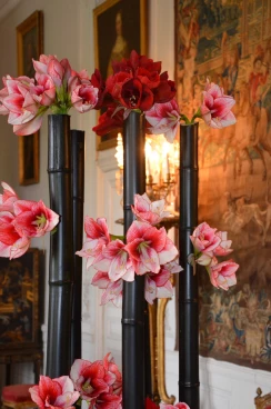 Amaryllis 2017B (144)