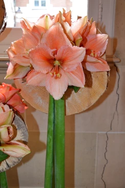 Amaryllis 2017B (175)