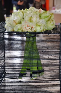 Amaryllis 2017B (119)