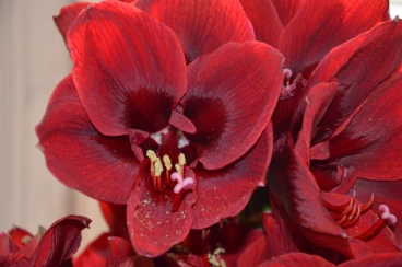 Amaryllis 2017B (152)