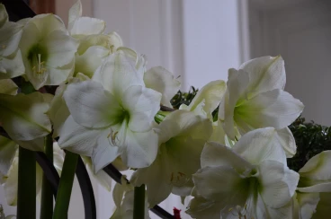 Amaryllis 2017B (156)