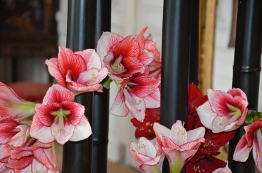 Amaryllis 2017B (146)