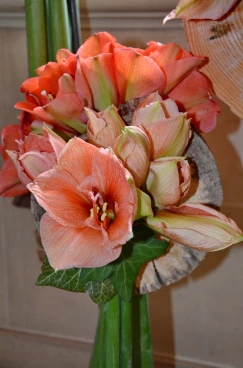 Amaryllis 2017B (176)