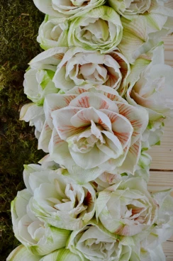 Amaryllis 2017B (125)