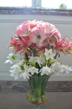 Amaryllis 2017B (129)