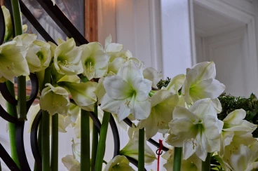 Amaryllis 2017B (157)