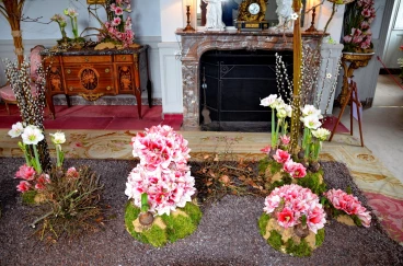 Amaryllis 2017B (135)