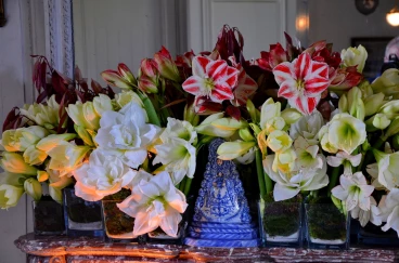 Amaryllis 2024 (075)