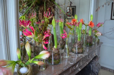 Amaryllis 2024 (017)