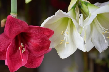 Amaryllis 2024 (022)