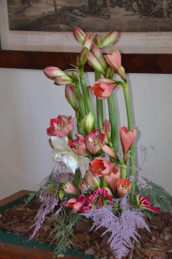 Amaryllis 2024 (069)