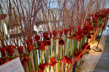 Amaryllis 2024 (058)