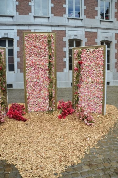 Amaryllis 2024 (003)