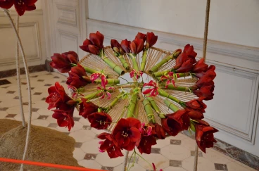 Amaryllis 2024 (045)