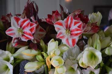 Amaryllis 2024 (074)