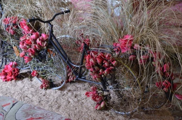 Amaryllis 2024 (027)