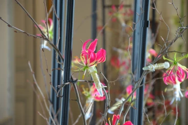 Amaryllis 2024 (062)