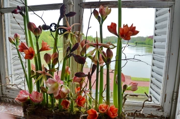 Amaryllis 2024 (018)