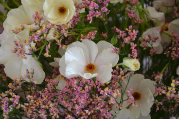 Amaryllis 2024 (008)