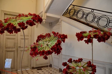 Amaryllis 2024 (043)