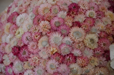 Amaryllis 2024 (010)