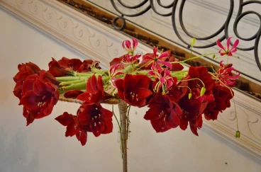 Amaryllis 2024 (046)