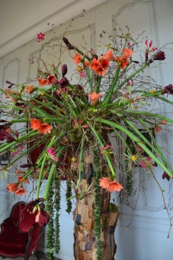 Amaryllis 2024 (015)