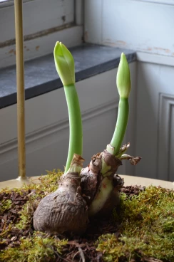 Amaryllis 2024 (024)