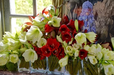 Amaryllis 2024 (073)