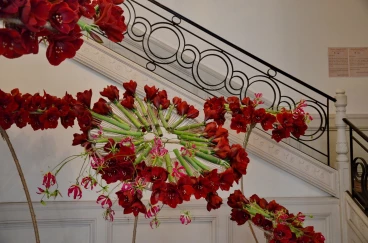 Amaryllis 2024 (042)