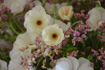 Amaryllis 2024 (009)