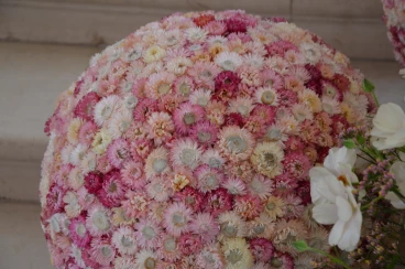 Amaryllis 2024 (011)