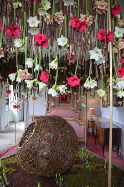 Amaryllis 2024 (019)