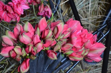 Amaryllis 2024 (030)