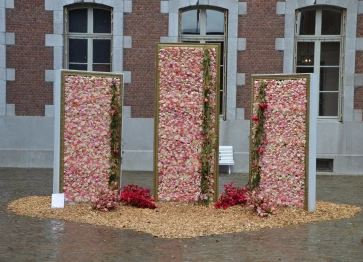 Amaryllis 24 avril 2024