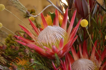 Amaryllis 2024 (130)