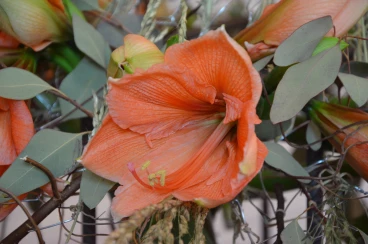 Amaryllis 2024 (101)