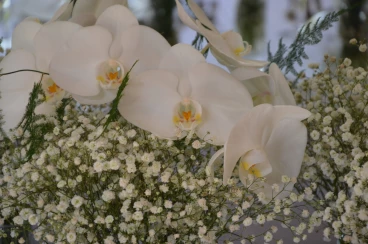 Amaryllis 2024 (119)