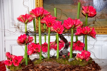 Amaryllis 2022 (053)