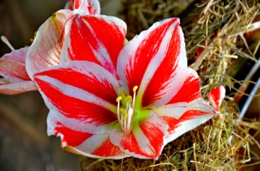 Amaryllis 2022 (039)