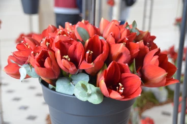 Amaryllis 2022 (008)