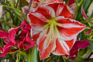 Amaryllis 2022 (168)