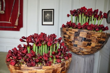 Amaryllis 2022 (011)